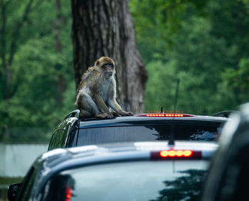 Monkey in a car