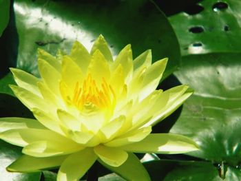 Close-up of lotus water lily in pond