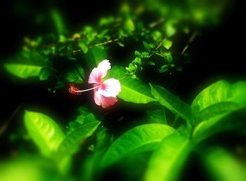 Close-up of pink flower