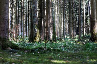 Trees growing in forest