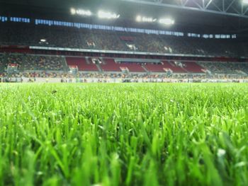Grass growing on field