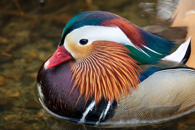 Close up of a male mandarin duck