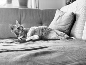Cat sleeping on bed
