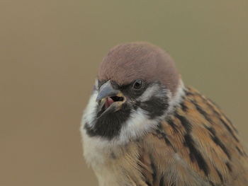 Close-up portrait of a bird against blurred background