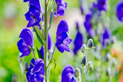 Close-up of purple flowering plants on field