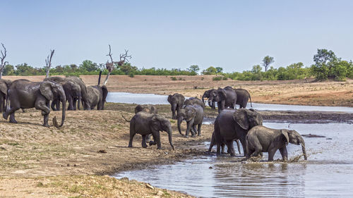 Elephant family at waterhole against sky