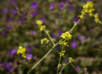 Close-up of purple flowers blooming outdoors