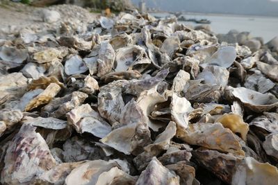 Close-up of shells on beach