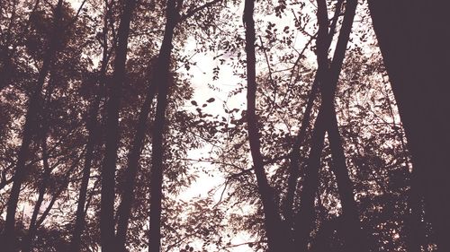 Low angle view of silhouette trees against the sky