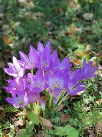 Close-up of purple flowering plant