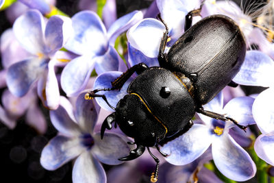 Close-up of insect on purple flowering plant