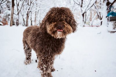 Dog on snow covered land