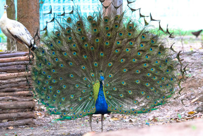 Close-up of peacock