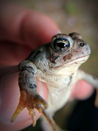 Close-up of hand feeding