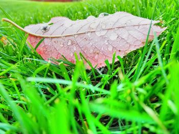 Plants growing on grassy field