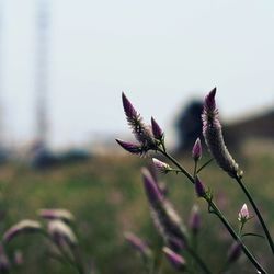 Close-up of plant against blurred background