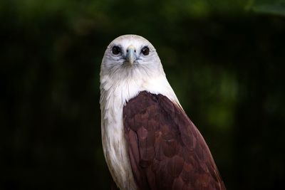 Close-up portrait of eagle perching outdoors