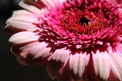 Close-up of pink flower