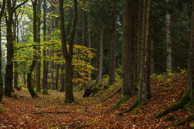 Trees in forest during autumn