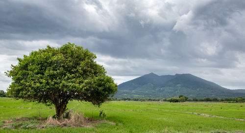 Tree on field against sky