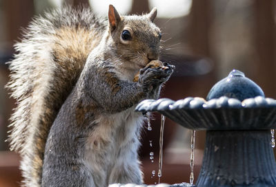 Nibbling nuts