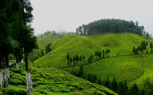 Panoramic view of trees against sky