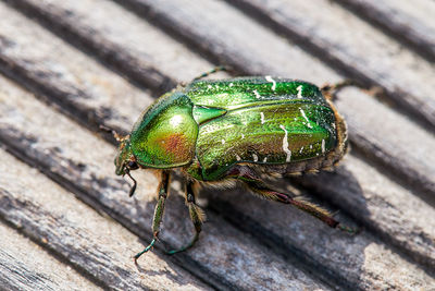 Green golden june beetle or cockchafer detail view sitting on a wooden deck in the sun. 