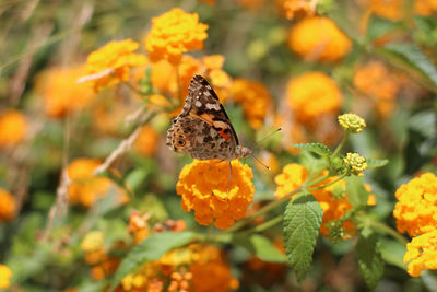 Butterfly on flower