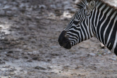 Zebra standing on field