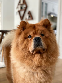 Close-up portrait of a dog looking away
