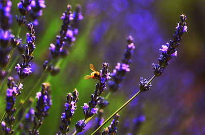 Close-up of purple flowers