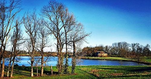 Bare trees on landscape against clear blue sky