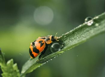 Close-up of ladybug on leaf