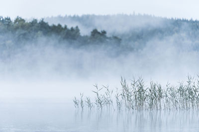 Misty lake with reeds, sweden