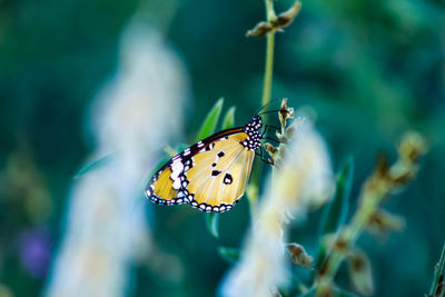 Close-up of butterfly pollinating flower