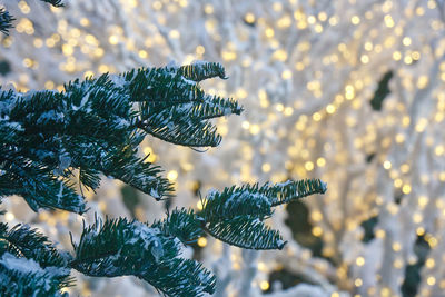 Close-up of christmas tree during winter