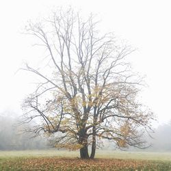 Bare trees in foggy weather