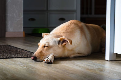 Dog sleeping on floor at home