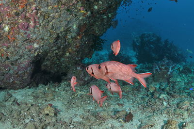 Fish swimming in sea