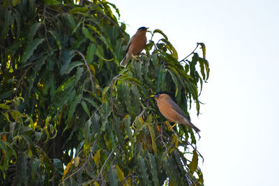 Low angle view of bird perching on tree