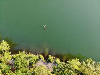 High angle view of duck swimming in lake