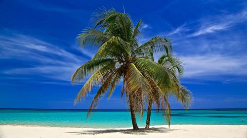 Palm trees at beach against blue sky