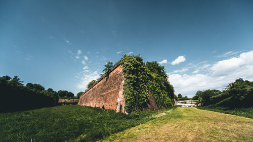 Trees on field against blue sky