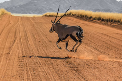 Antelope on sand