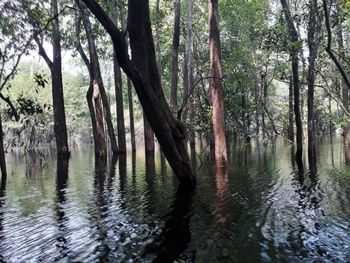 Reflection of trees in lake