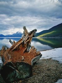 Driftwood on beach against sky,, lake mcdonald, montana