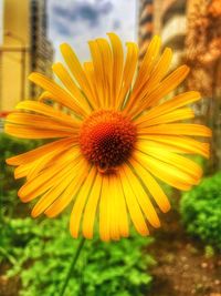 Close-up of yellow flower