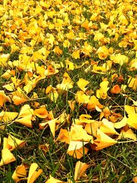 Leaves on field