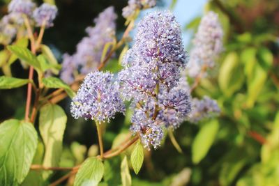 Close-up of purple flowers