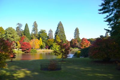 View of trees in park against clear blue sky